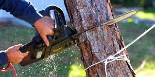 Best Tree Health Inspection  in West Falls Church, VA