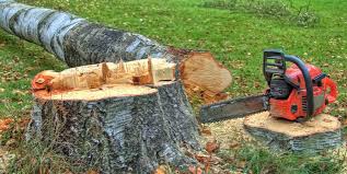 Best Emergency Tree Removal  in West Falls Church, VA