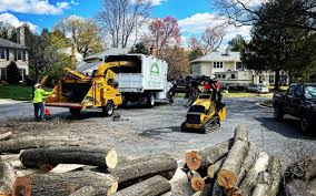 Reliable West Falls Church, VA Tree Services Solutions
