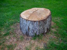 Best Tree Risk Assessment  in West Falls Church, VA