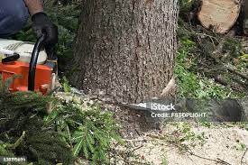 How Our Tree Care Process Works  in  West Falls Church, VA
