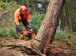 Best Firewood Processing and Delivery  in West Falls Church, VA
