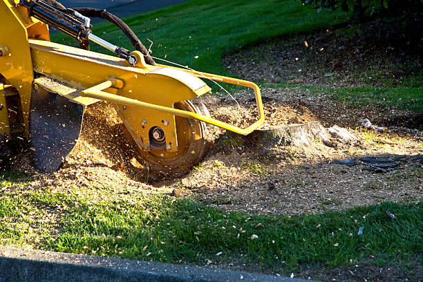 Best Tree Maintenance Programs  in West Falls Church, VA