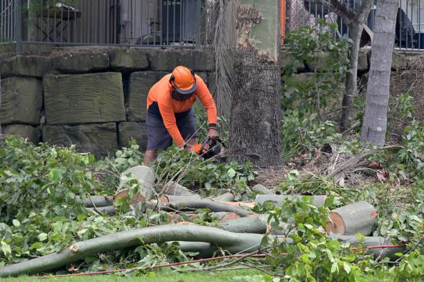 Best Hazardous Tree Removal  in West Falls Church, VA