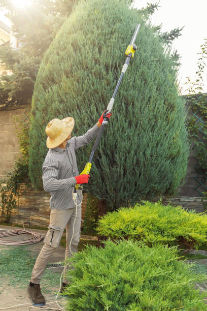 Best Utility Line Clearance  in West Falls Church, VA